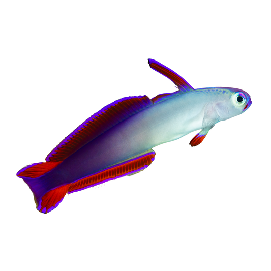 Purple Firefish Flame Goby