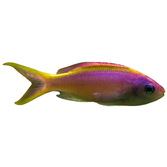 Purple Queen Anthias Female (Small)