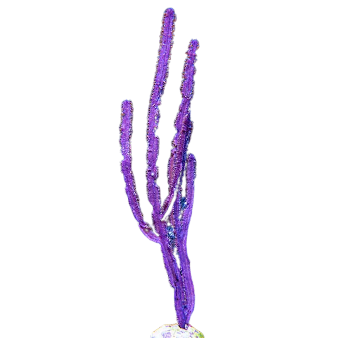XL Purple Whip Gorgonian (10+ inches)
