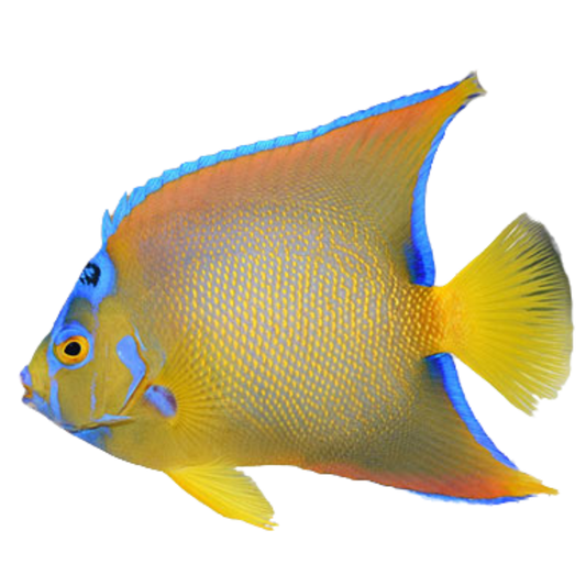 Shop HumpHead Queen Angelfish