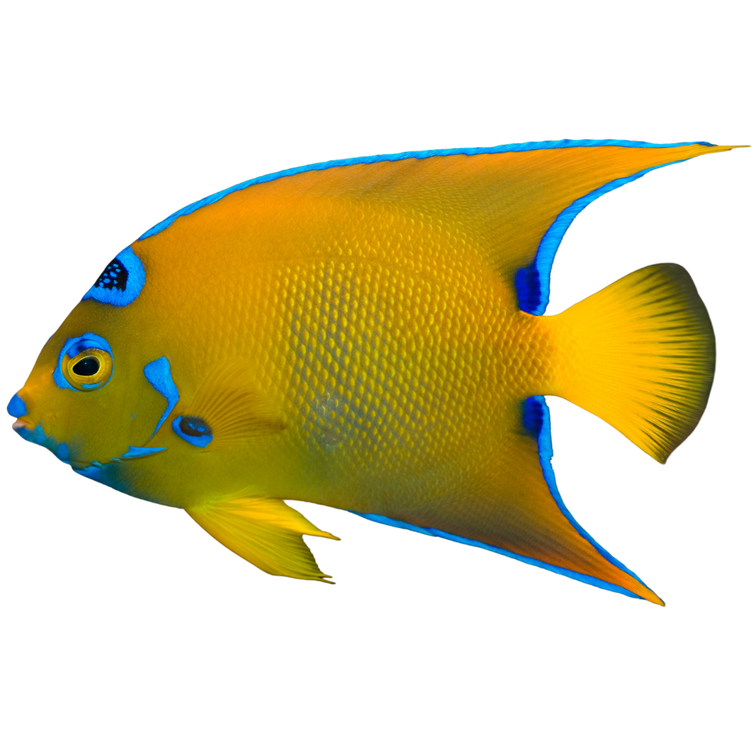 Queen Angelfish (Large 5-7 inches)