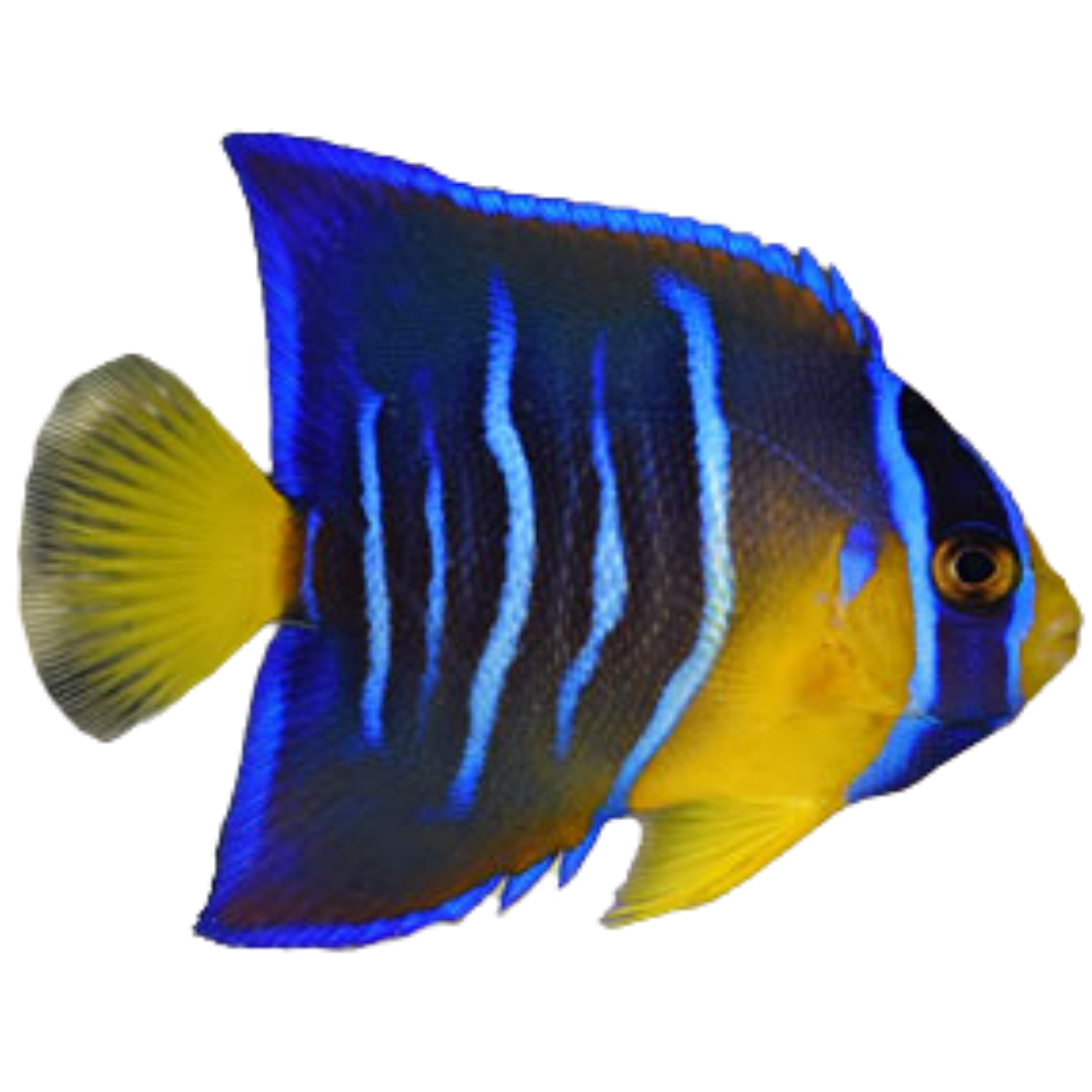 Queen Angelfish (Small 2-3 inches)