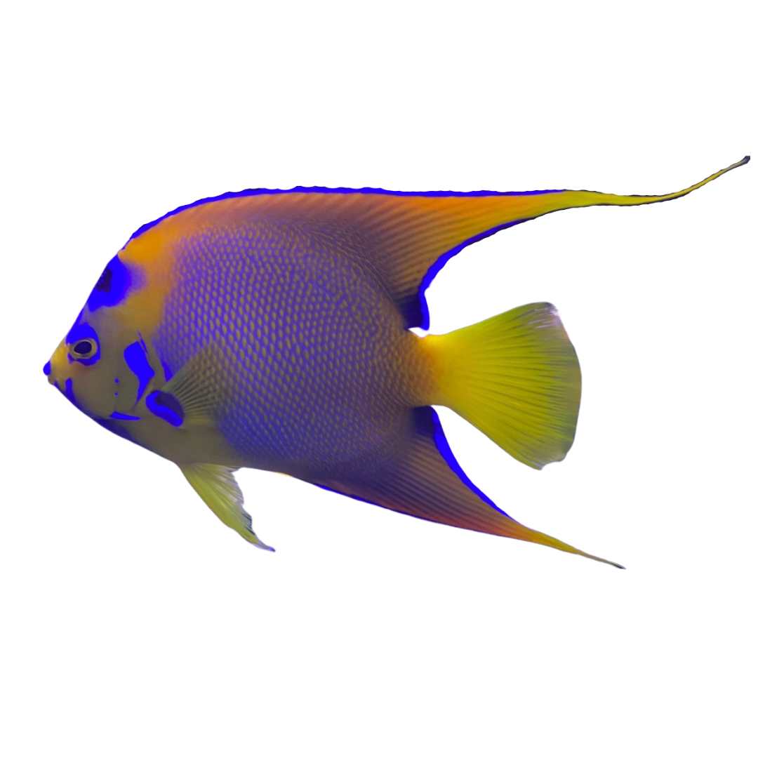 HumpHead Queen Angelfish on Sale