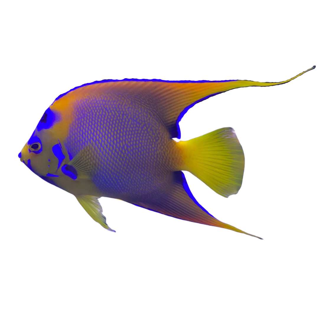 Queen Angelfish (XL 7-8 inches)