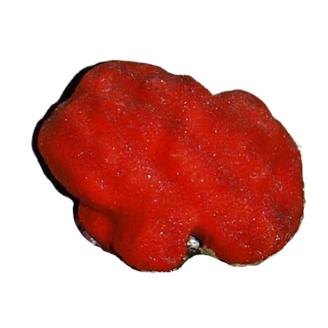 Red Ball Sponge (medium)