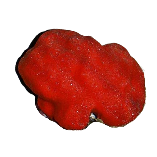 Red Ball Sponge (small)