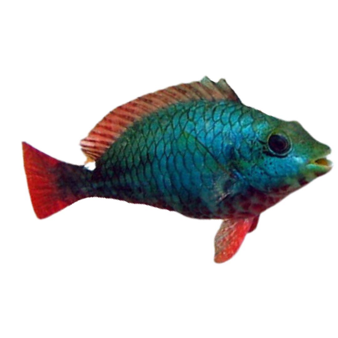 Red Banded Parrotfish (medium 3-5")