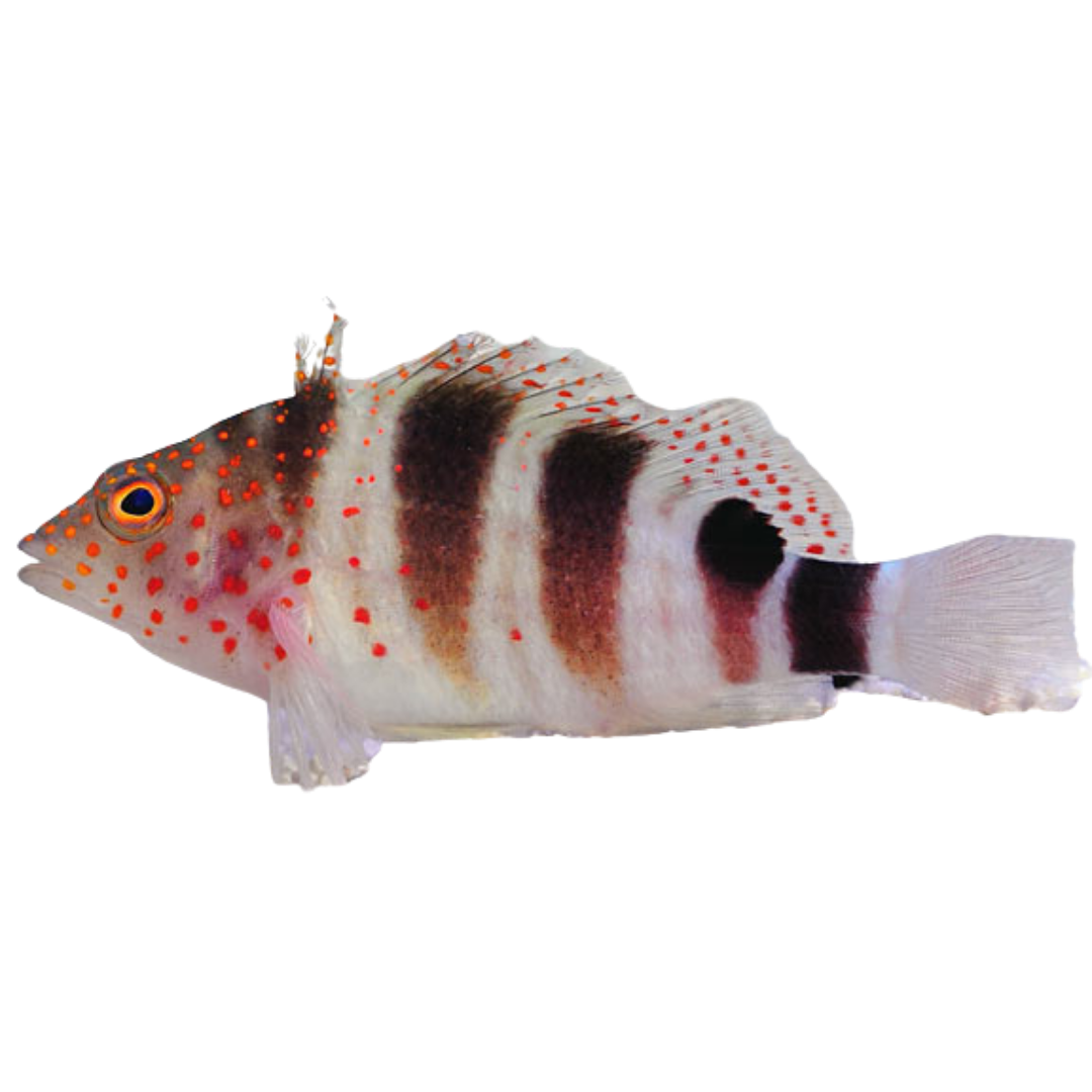 Red Spotted Hawkfish