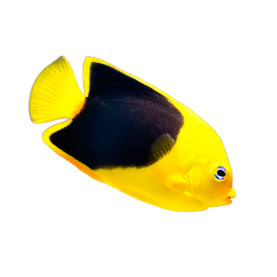 Rock Beauty Angelfish (Large 4-5 inches)