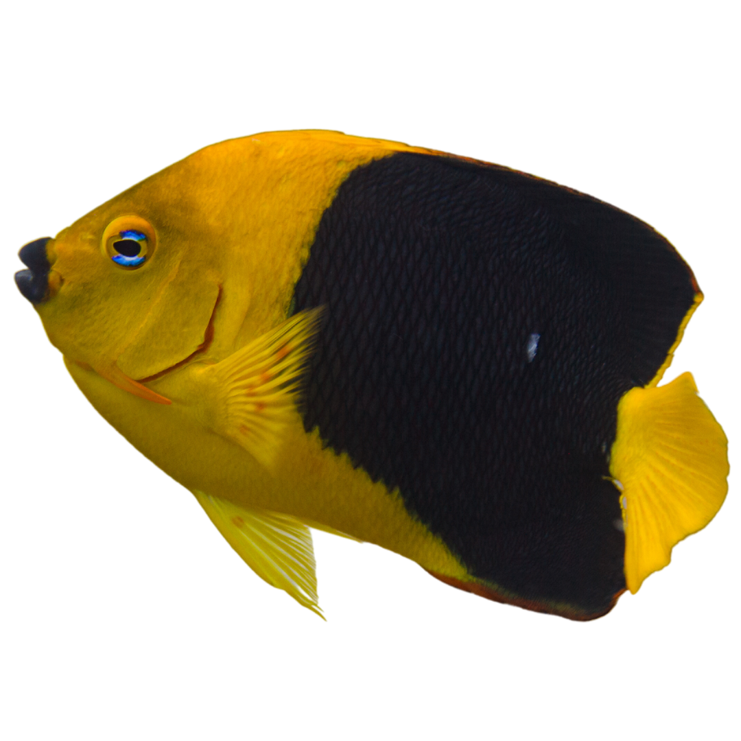 Rock Beauty Angelfish (Large 4-5 inches)