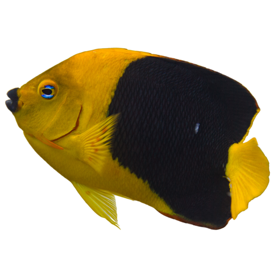 Rock Beauty Angelfish (Medium 3-4 inches)