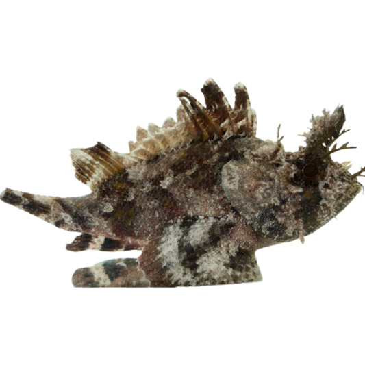 Scorpion Fish (XL 7-10 inches)