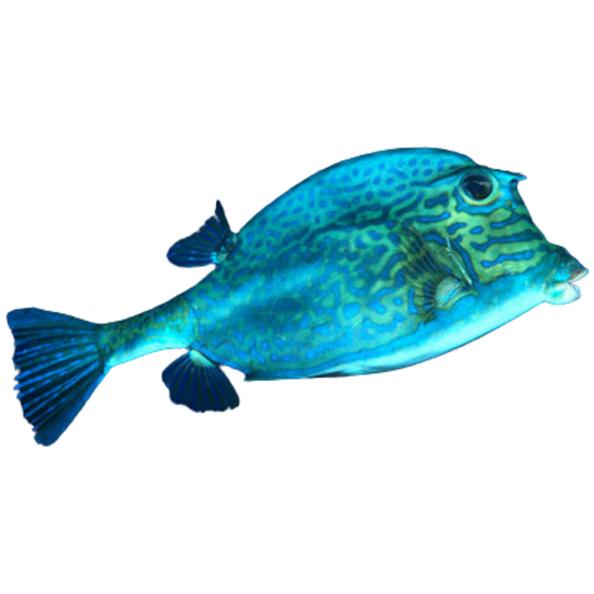 Scrawled Cowfish (XXL 10-16")