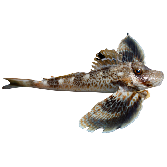 Leopard Sea Robin (XL)