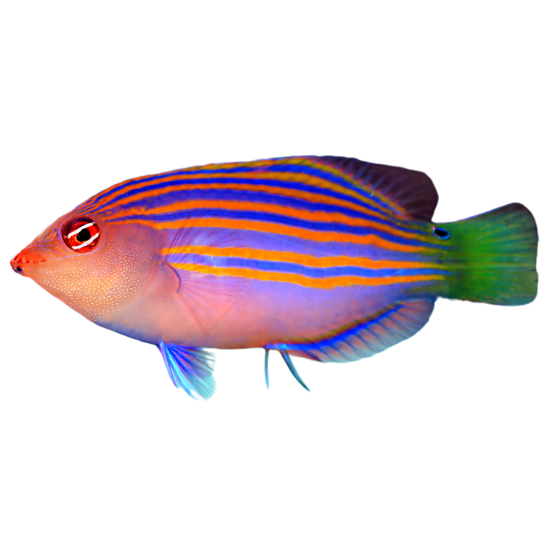 Sixline Wrasse (small)