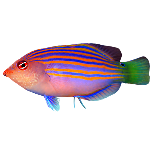 Sixline Wrasse (small)