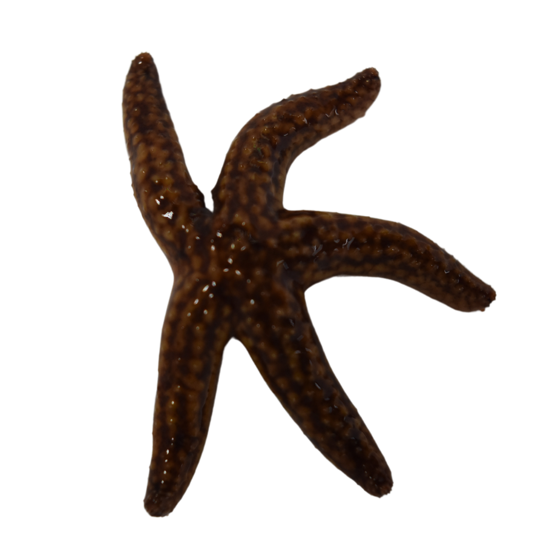 Common Starfish (Large)