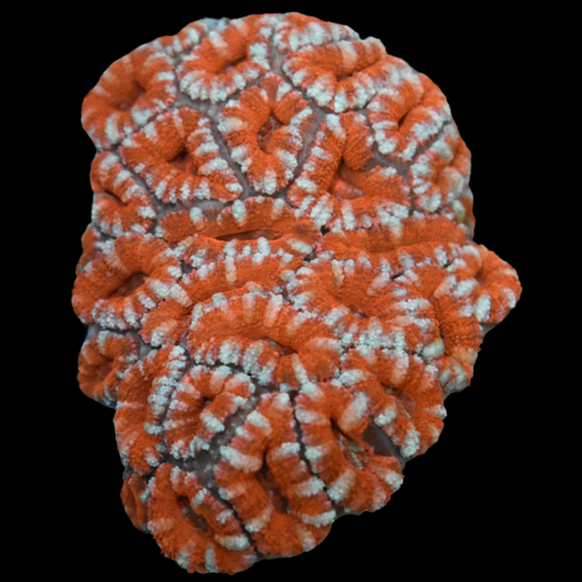 Small Acan 3