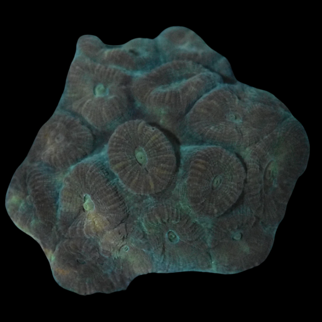 Green Favia Coral