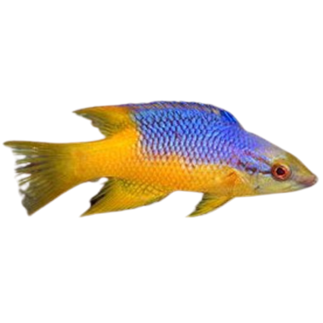 Shop Spanish Hogfish