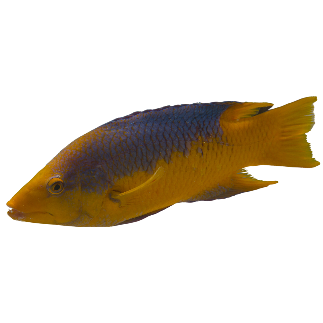 Spanish Hogfish (Medium 3-5 inches)