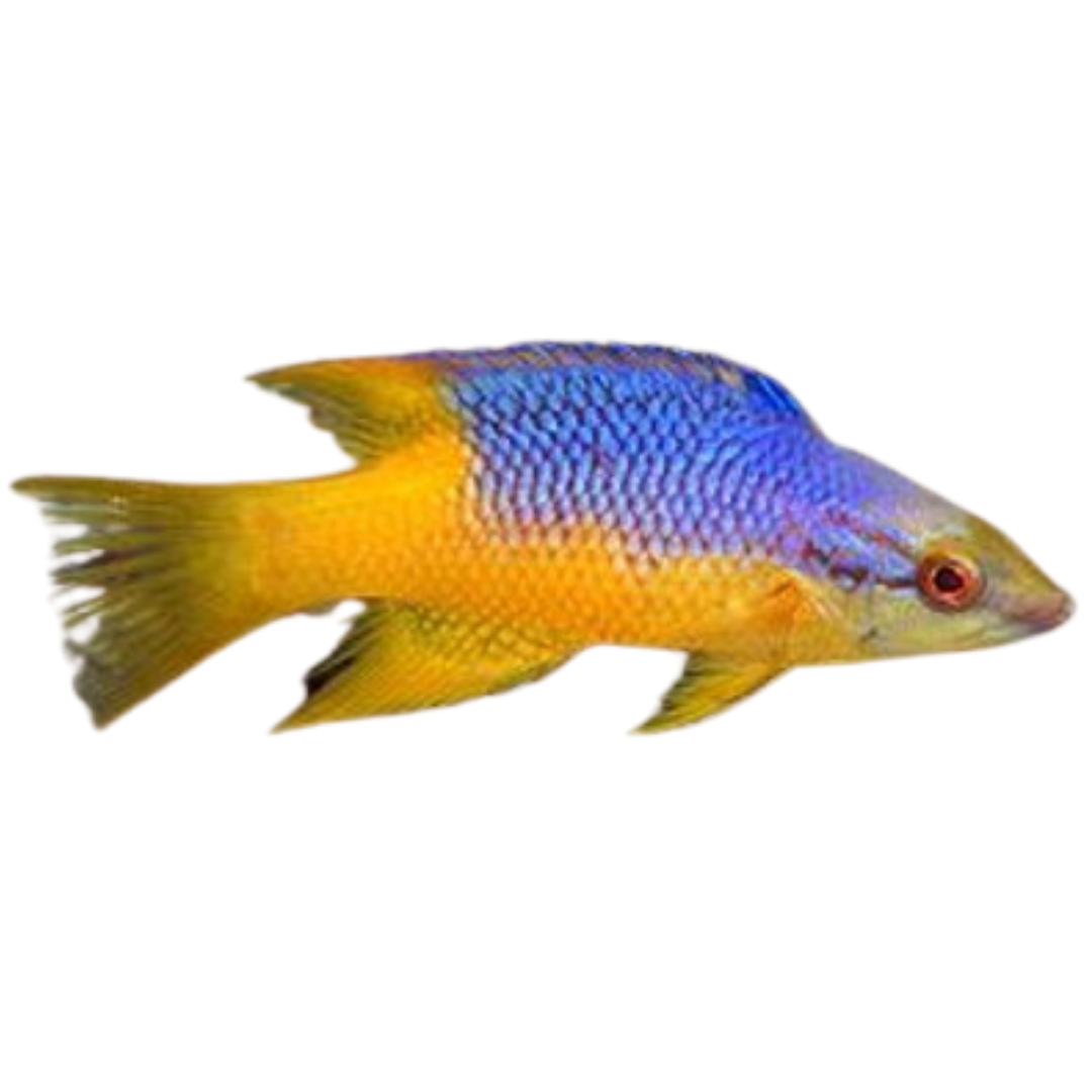 Spanish Hogfish (XL 7-8 inches)