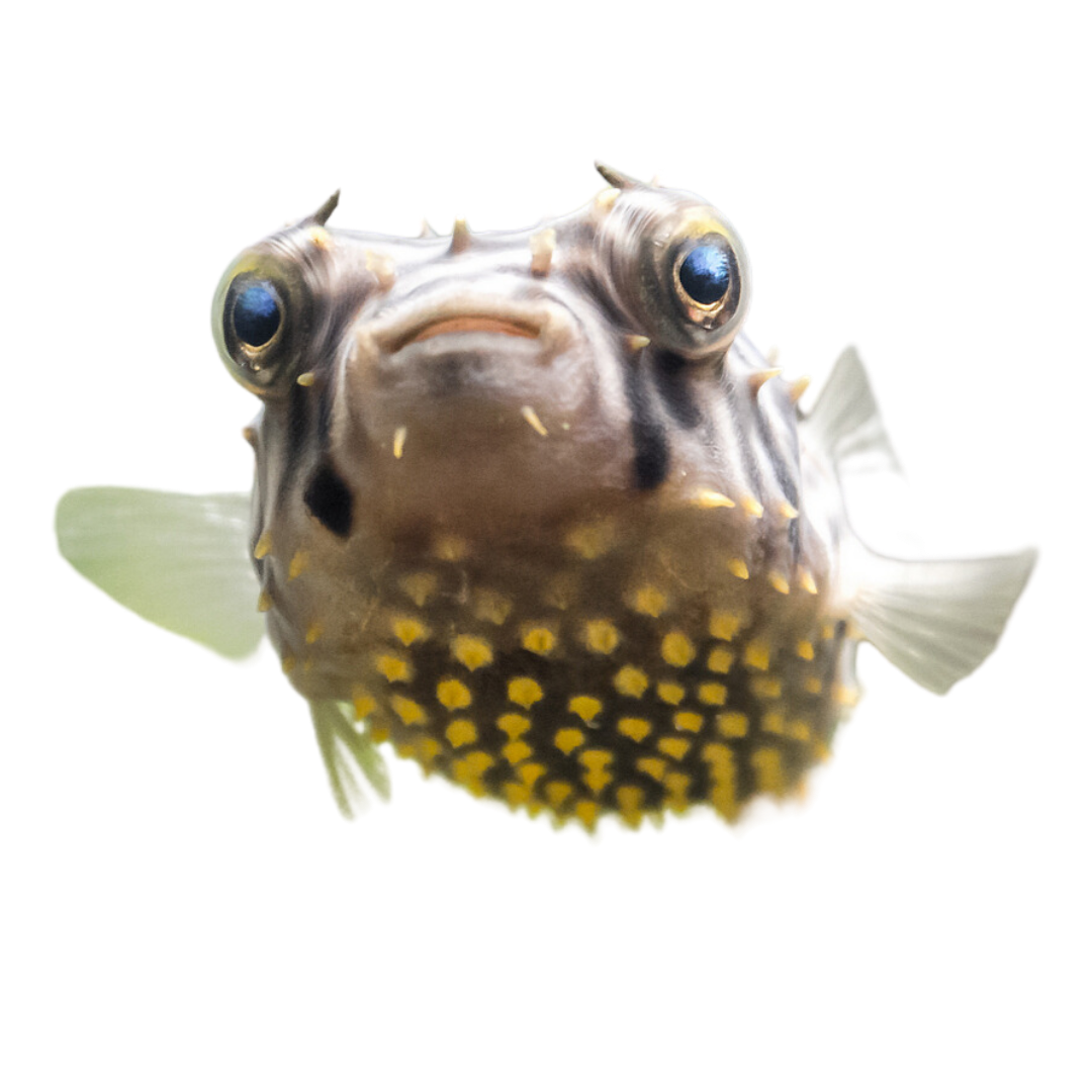 Spiny Box Puffers/ Striped Burrfish Small (1-3 inches)