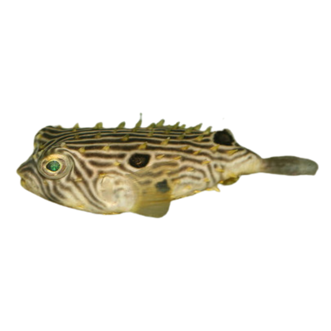 Spiny Box Puffers/ Striped Burrfish Small (1-3 inches)