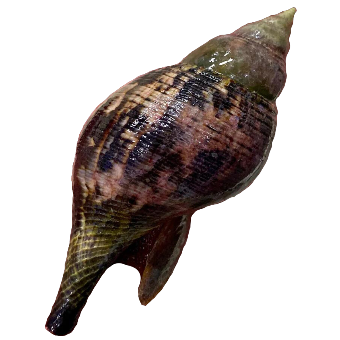 Tulip Snails