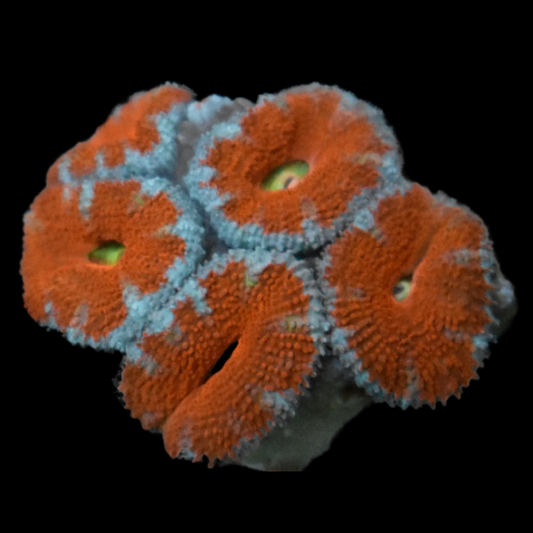 Ultra Acan Coral Frag 2