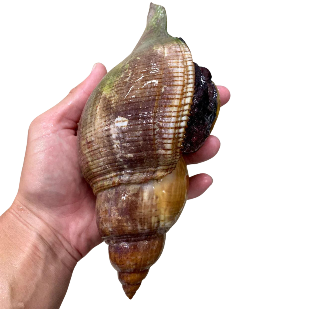 XL Tulip Snail