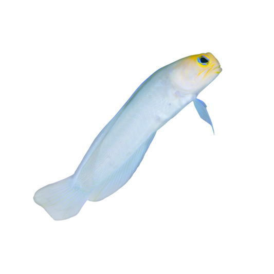 Yellowhead (Pearly) Jawfish
