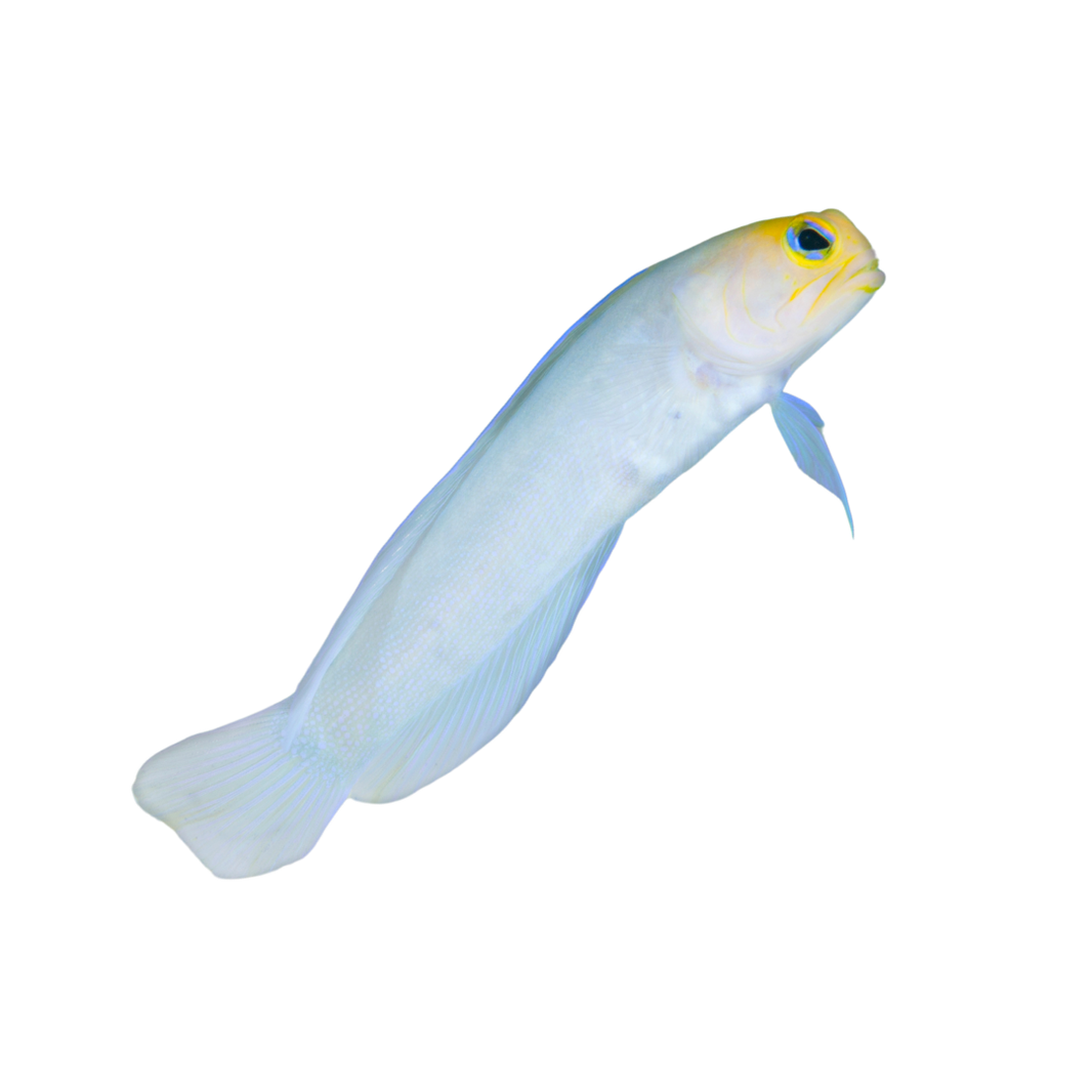 Saltwater Fish For Sale – Foxy Saltwater Tropicals