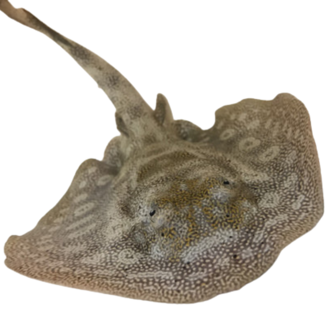 Stingray Riddle Yellow Stingray