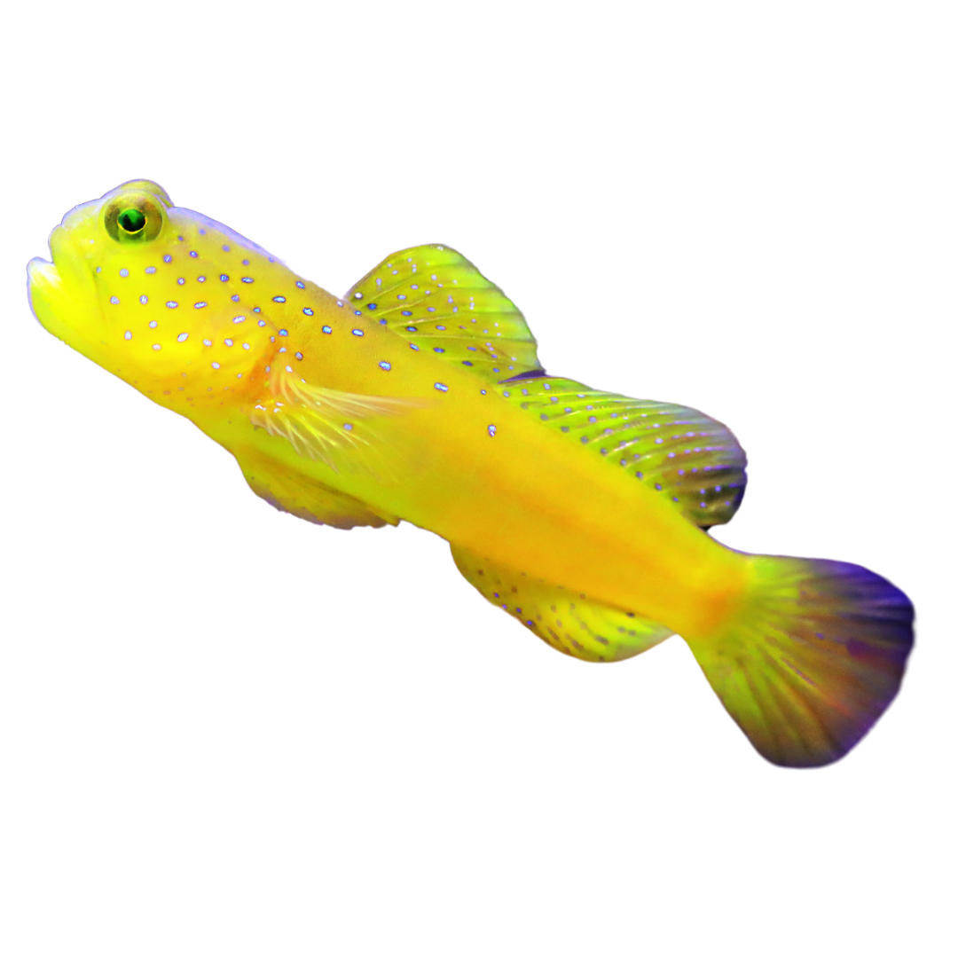 Yellow Watchman Goby (small)