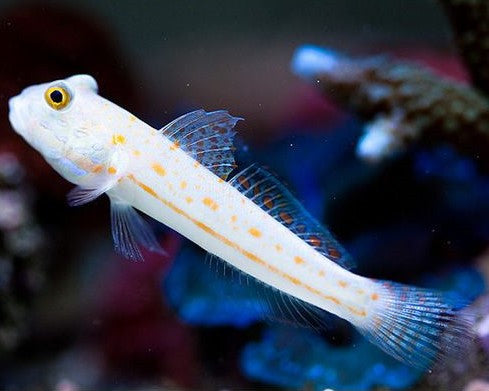 Diamond Goby (small)