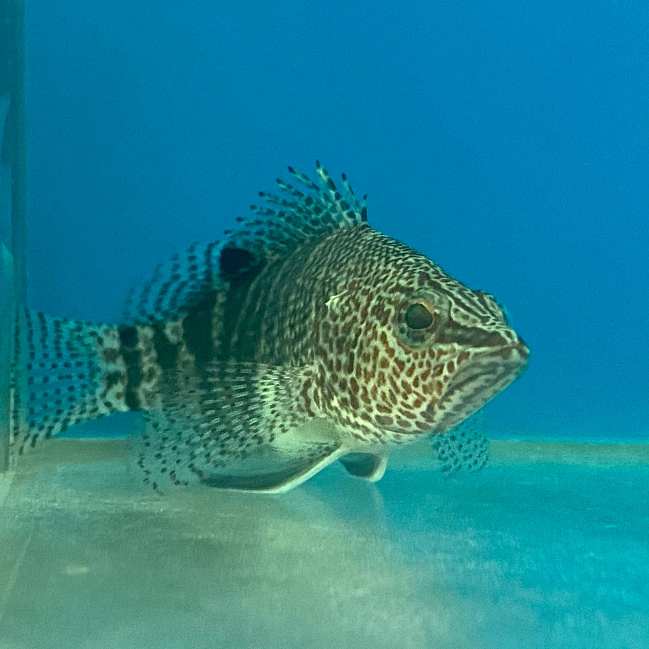 Belted Sandfish