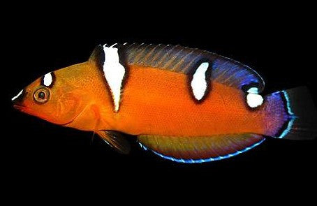 Red Coris Wrasse (Small)