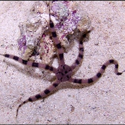 Serpent Starfish