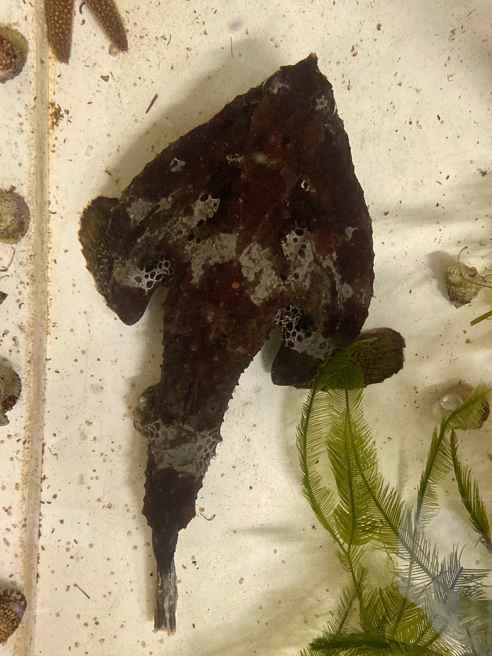 Walking Batfish (M/L)