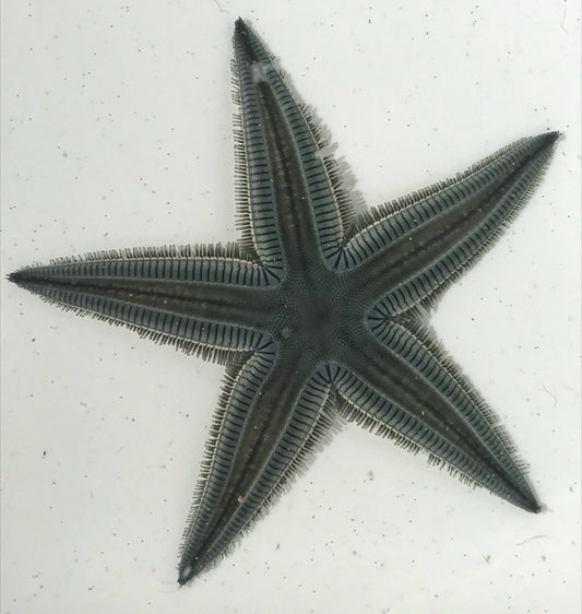 Atlantic Beaded Sea Starfish (sand sifting star)