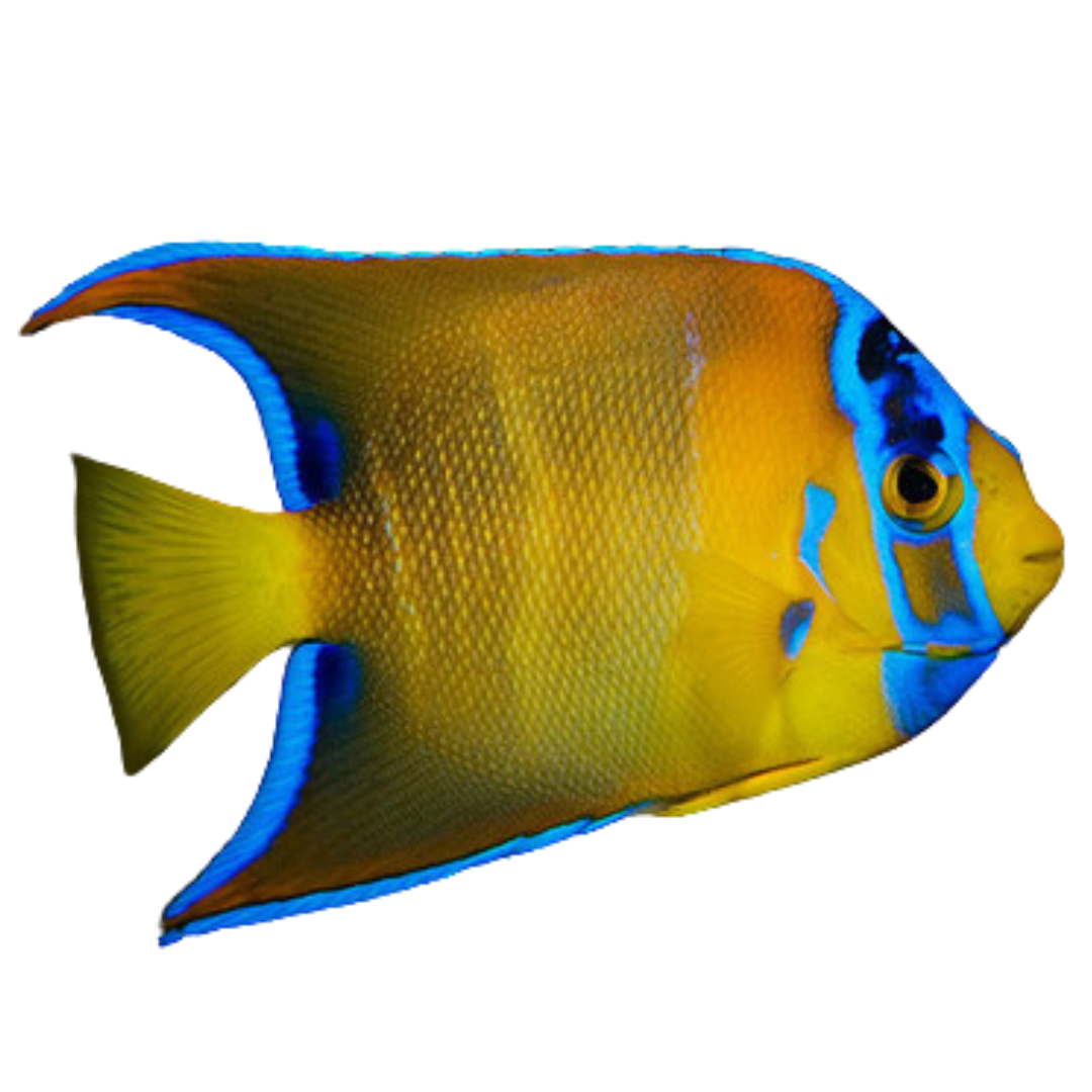 Queen Angelfish (Medium 3-5 inches)
