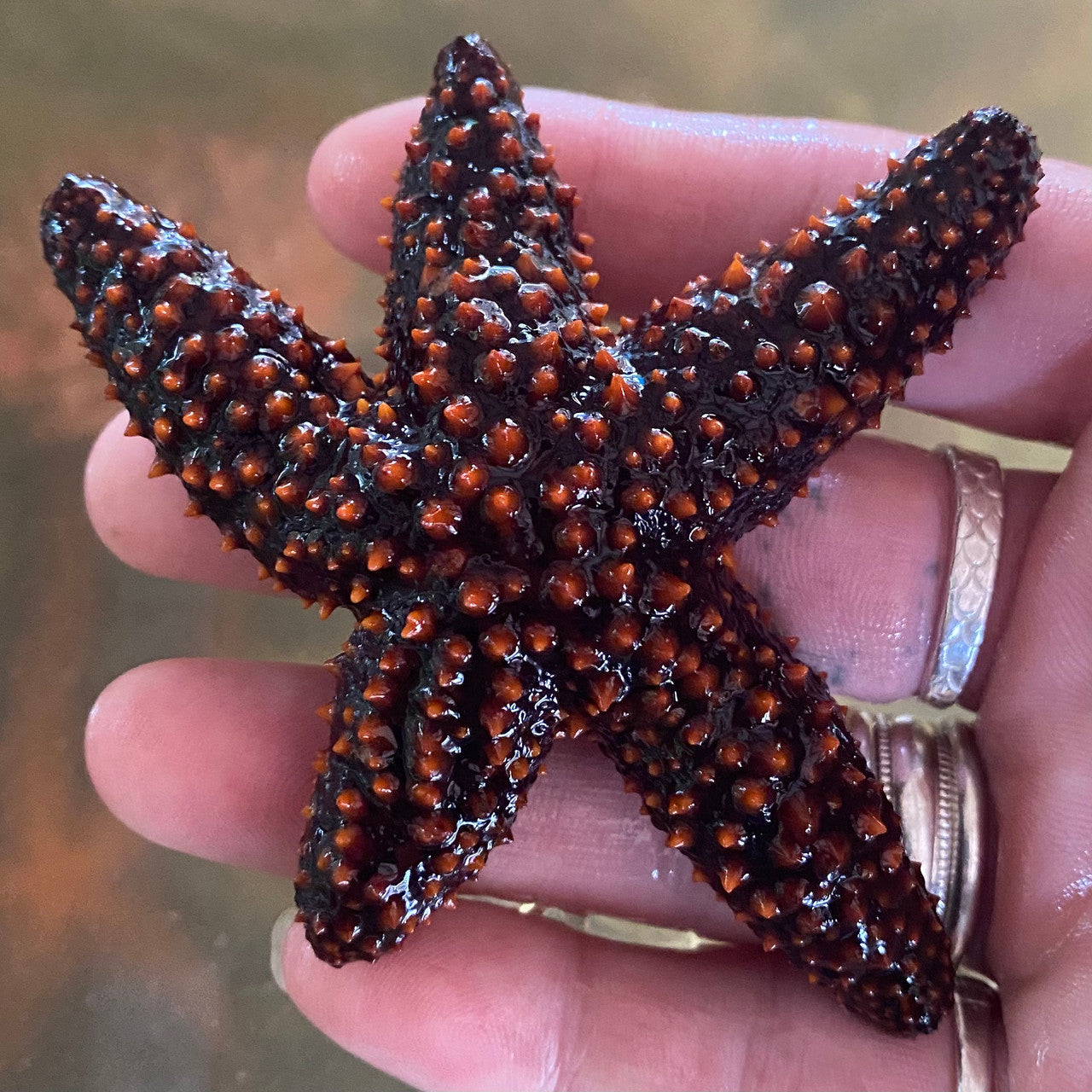 Florida Orange Starfish (Small/Medium)