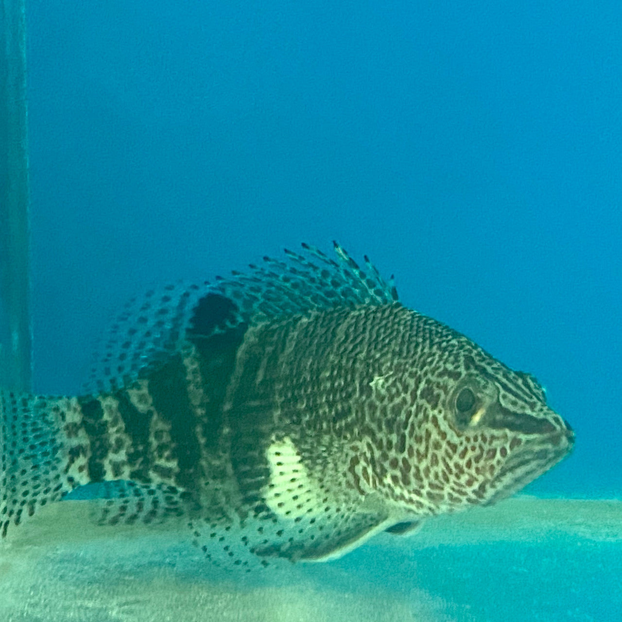 Belted Sandfish