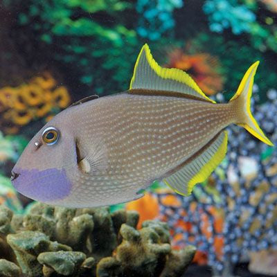 Blue Jaw Trigger (male- medium) – Foxy Saltwater Tropicals