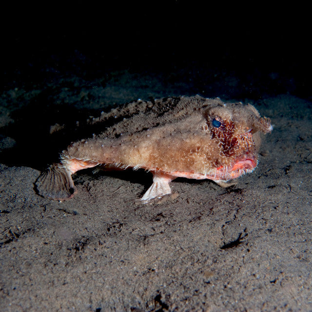 Walking Batfish (M/L)