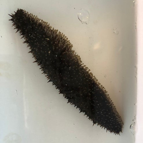 Donkey Dung Sea Cucumber (large 6-8 Inches)