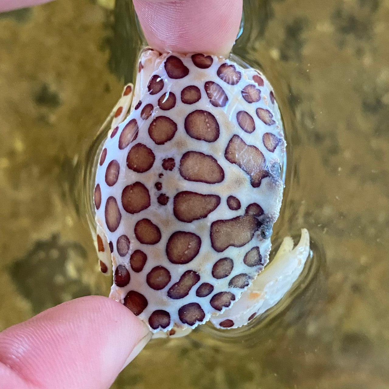 Calico Crabs (sm/md 1-2 inches)