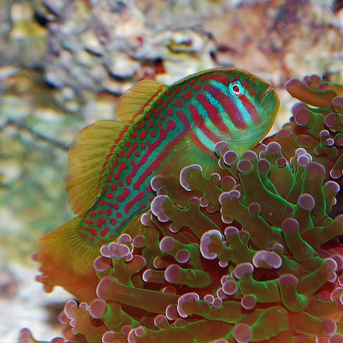 Buy Green Clown Goby