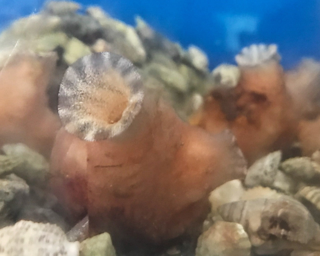 Light Pink Sea Squirt